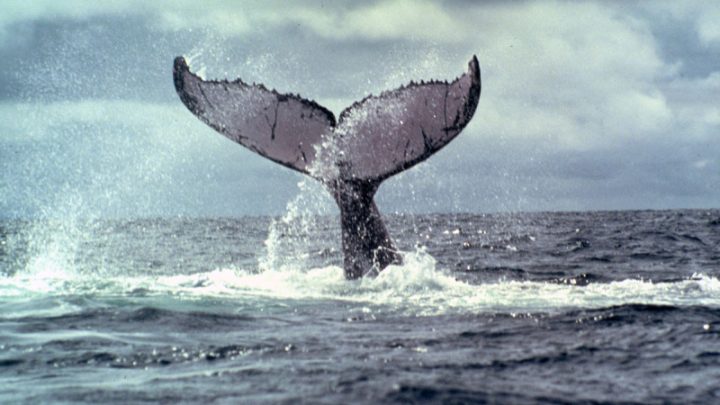 Humpback whales, Megaptera novaeangliae, mate and give birth in the Bay of Málaga, Colombia. Chocó Ecoregional Programme