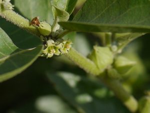 Ashwagandha (2)