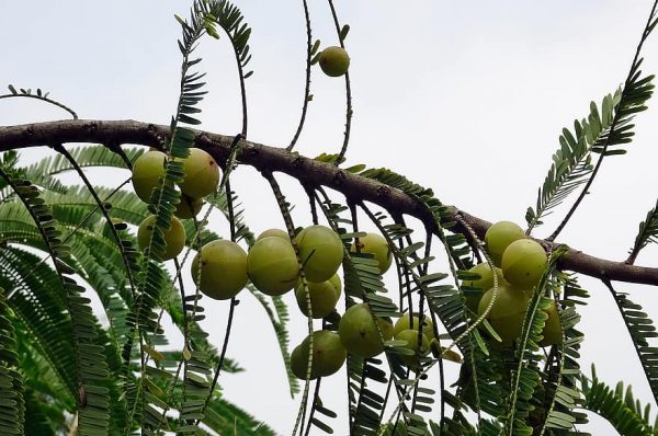 indian-gooseberrys (1)