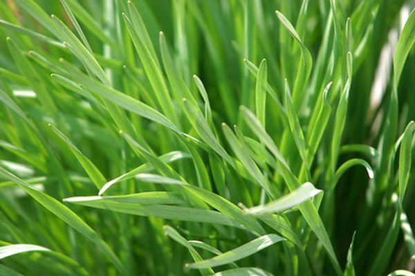 diwali-comboimg (10)