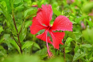 Hibiscus (1)