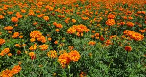 Marigold (1)