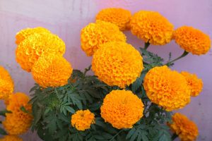 Marigold (2)