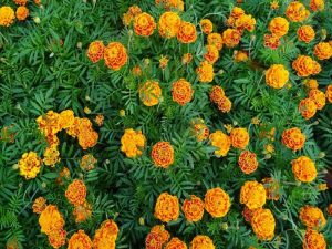 Marigold (3)