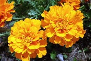 Marigold (5)