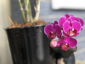 Purple Orchid (1)