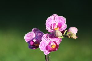 Purple Orchid (2)