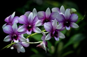 Purple Orchid (3)