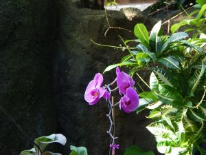 Purple Orchid (4)