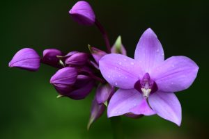 Purple Orchid (5)