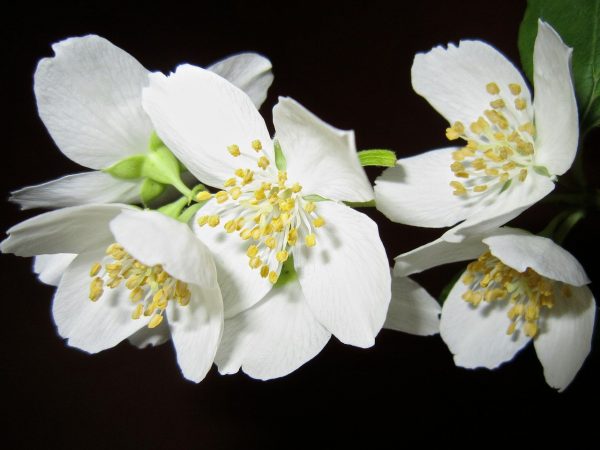 jasmin (1)